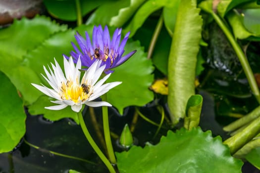 Lotus flower (Lotus, Water-lily, Tropical water-lily or Nymphaea nouchali) white and purple color, Naturally beautiful flowers in the garden
