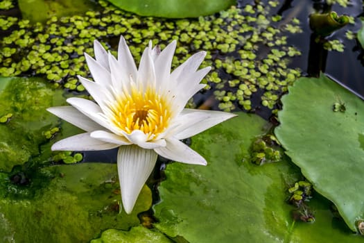Lotus flower (Lotus, Water-lily, Tropical water-lily or Nymphaea nouchali) white and yellow color, Naturally beautiful flowers in the garden