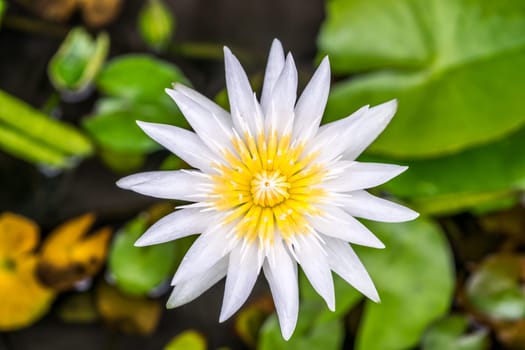 Lotus flower (Lotus, Water-lily, Tropical water-lily or Nymphaea nouchali) white and yellow color, Naturally beautiful flowers in the garden