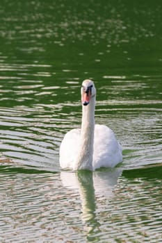Bird (Swans, Mute swans or Cygnus) white color swimming in a pond or water in a nature wild