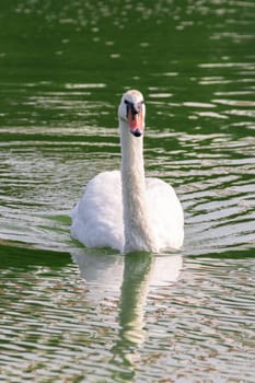 Bird (Swans, Mute swans or Cygnus) white color swimming in a pond or water in a nature wild