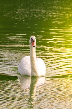 Bird (Swans, Mute swans or Cygnus) white color swimming in a pond or water in a nature wild
