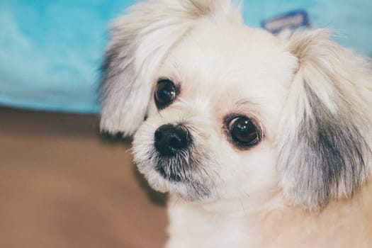 Dog so cute mixed breed with Shih-Tzu, Pomeranian and Poodle looking at something with interest when vacation travel
