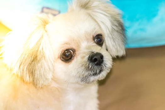 Dog so cute mixed breed with Shih-Tzu, Pomeranian and Poodle looking at something with interest when vacation travel