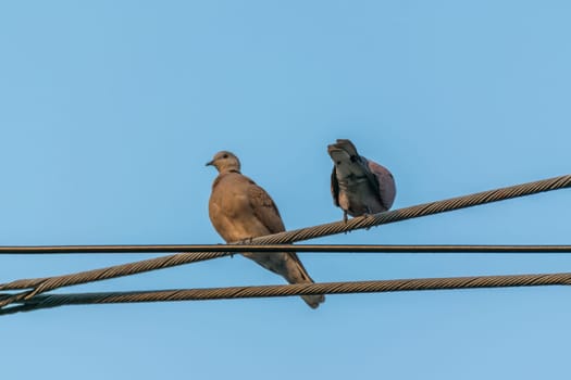 Bird (Dove, Pigeon or Disambiguation) Pigeons and doves are likely the most common birds in the world in a city