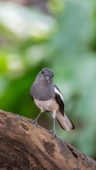 Bird (Oriental magpie-robin or Copsychus saularis) female black, gray and white color perched on a tree in a nature wild