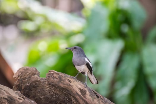 Bird (Oriental magpie-robin or Copsychus saularis) female black, gray and white color perched on a tree in a nature wild