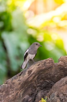 Bird (Oriental magpie-robin or Copsychus saularis) female black, gray and white color perched on a tree in a nature wild