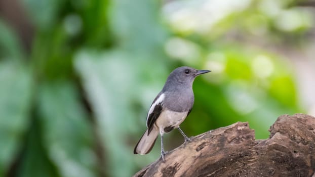 Bird (Oriental magpie-robin or Copsychus saularis) female black, gray and white color perched on a tree in a nature wild