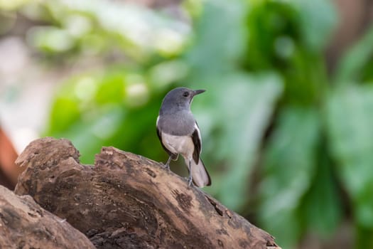 Bird (Oriental magpie-robin or Copsychus saularis) female black, gray and white color perched on a tree in a nature wild