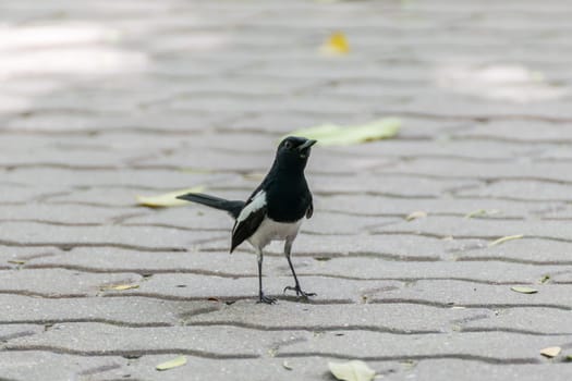 Bird (Oriental magpie-robin or Copsychus saularis) male black and white color perched on floor in a nature wild