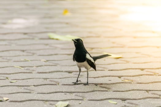 Bird (Oriental magpie-robin or Copsychus saularis) male black and white color perched on floor in a nature wild