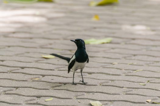 Bird (Oriental magpie-robin or Copsychus saularis) male black and white color perched on floor in a nature wild
