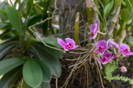 Flower (Orchidaceae or Orchid Flower) purple, violet, white and pink color, Naturally beautiful flowers in the garden
