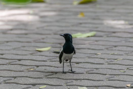 Bird (Oriental magpie-robin or Copsychus saularis) male black and white color perched on floor in a nature wild