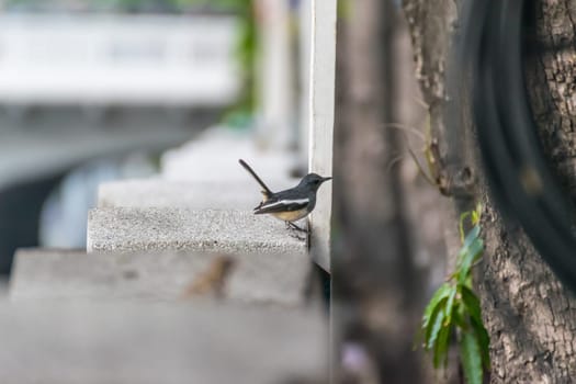 Bird (Oriental magpie-robin or Copsychus saularis) male black and white color perched on floor in a nature wild
