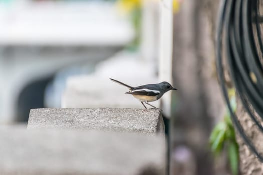 Bird (Oriental magpie-robin or Copsychus saularis) male black and white color perched on floor in a nature wild