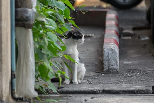 Thai cute cat sit on floor