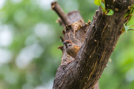 Bird (Eurasian tree sparrow, Passer montanus) is a passerine bird in the sparrow family with a rich chestnut crown and nape and black patch on each pure white cheek perched on a tree in a nature wild