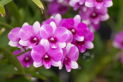Flower (Orchidaceae or Orchid Flower) purple, violet, white and pink color, Naturally beautiful flowers in the garden