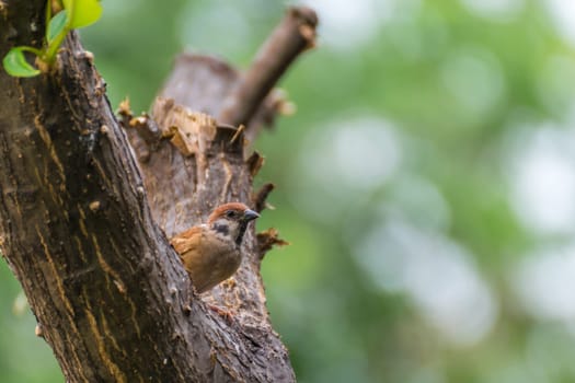 Bird (Eurasian tree sparrow, Passer montanus) is a passerine bird in the sparrow family with a rich chestnut crown and nape and black patch on each pure white cheek perched on a tree in a nature wild