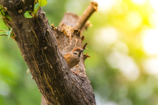 Bird (Eurasian tree sparrow, Passer montanus) is a passerine bird in the sparrow family with a rich chestnut crown and nape and black patch on each pure white cheek perched on a tree in a nature wild