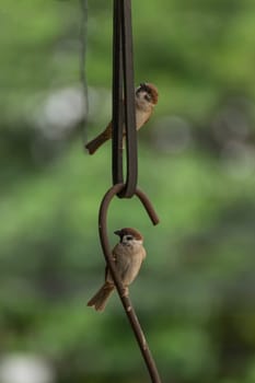 Bird (Eurasian Tree Sparrow) perched on a iron claw in the garden