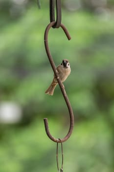 Bird (Eurasian Tree Sparrow) perched on a iron claw in the garden