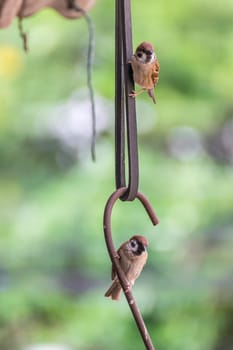 Bird (Eurasian tree sparrow, Passer montanus) is a passerine bird in the sparrow family with a rich chestnut crown and nape and black patch on each pure white cheek perched on a tree in a nature wild