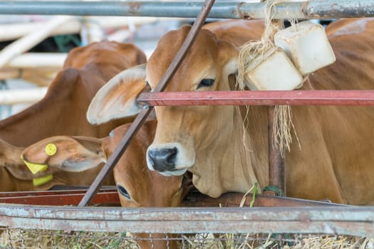 Cow brown color in farm with food feeding
