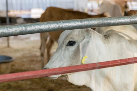 Cow brown color in farm with food feeding