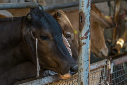 Cow brown color in farm with food feeding