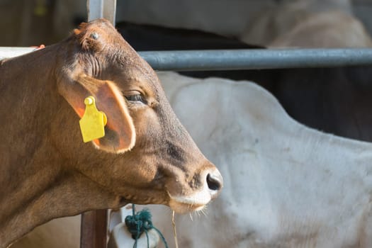 Cow brown color in farm with food feeding