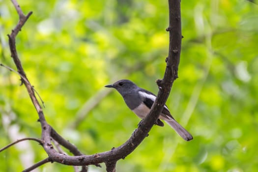 Bird (Oriental magpie-robin or Copsychus saularis) female black, gray and white color perched on a tree in a nature wild