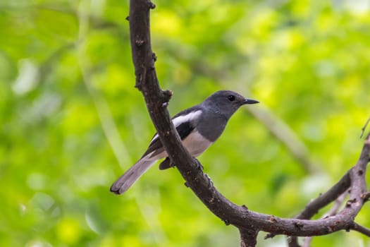 Bird (Oriental magpie-robin or Copsychus saularis) female black, gray and white color perched on a tree in a nature wild