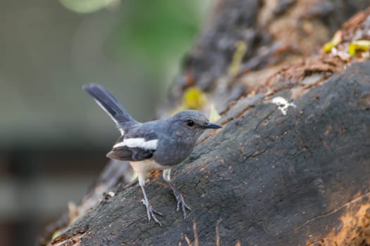 Bird (Oriental magpie-robin or Copsychus saularis) female black, gray and white color perched on a tree in a nature wild