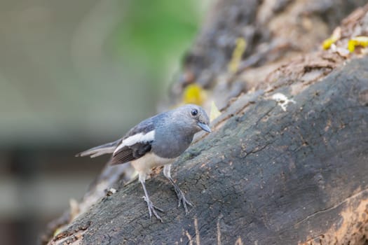 Bird (Oriental magpie-robin or Copsychus saularis) female black, gray and white color perched on a tree in a nature wild