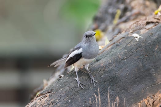 Bird (Oriental magpie-robin or Copsychus saularis) female black, gray and white color perched on a tree in a nature wild