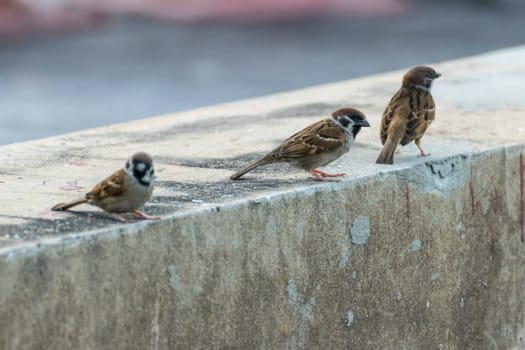 Bird (Eurasian tree sparrow, Passer montanus) is a passerine bird in the sparrow family with a rich chestnut crown and nape and black patch on each pure white cheek perched on a tree in a nature wild