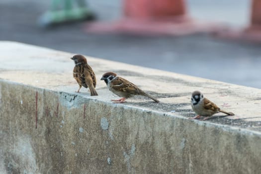 Bird (Eurasian tree sparrow, Passer montanus) is a passerine bird in the sparrow family with a rich chestnut crown and nape and black patch on each pure white cheek perched on a tree in a nature wild