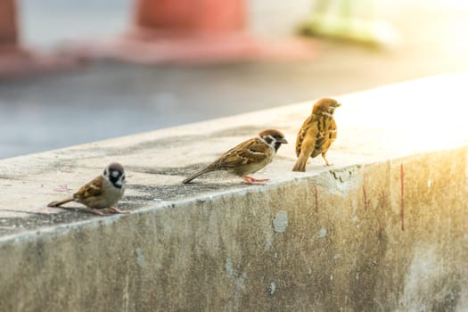 Bird (Eurasian tree sparrow, Passer montanus) is a passerine bird in the sparrow family with a rich chestnut crown and nape and black patch on each pure white cheek perched on a tree in a nature wild