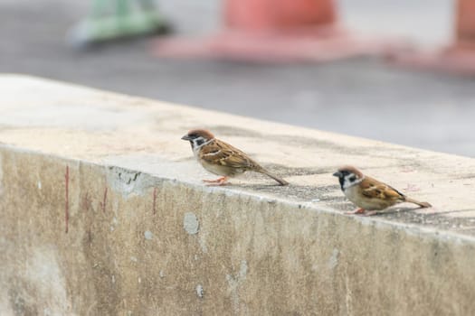 Bird (Eurasian tree sparrow, Passer montanus) is a passerine bird in the sparrow family with a rich chestnut crown and nape and black patch on each pure white cheek perched on a tree in a nature wild