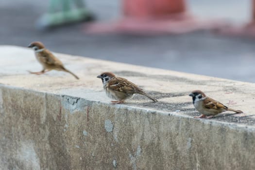 Bird (Eurasian tree sparrow, Passer montanus) is a passerine bird in the sparrow family with a rich chestnut crown and nape and black patch on each pure white cheek perched on a tree in a nature wild