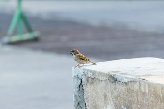 Bird (Eurasian tree sparrow, Passer montanus) is a passerine bird in the sparrow family with a rich chestnut crown and nape and black patch on each pure white cheek perched on a tree in a nature wild