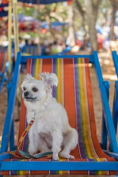Dog so cute beige color mixed breed with Shih-Tzu, Pomeranian and Poodle sitting on beach chair or beach bed with happy relax when travel at sea with beach