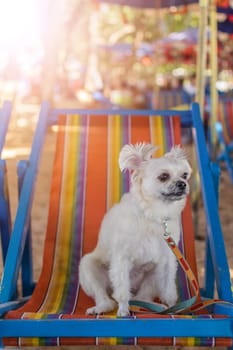 Dog so cute beige color mixed breed with Shih-Tzu, Pomeranian and Poodle sitting on beach chair or beach bed with happy relax when travel at sea with beach
