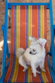 Dog so cute beige color mixed breed with Shih-Tzu, Pomeranian and Poodle  travel at beach on beach bed