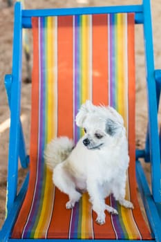 Dog so cute beige color mixed breed with Shih-Tzu, Pomeranian and Poodle sitting on beach chair or beach bed with happy relax when vacation travel at sea with beach