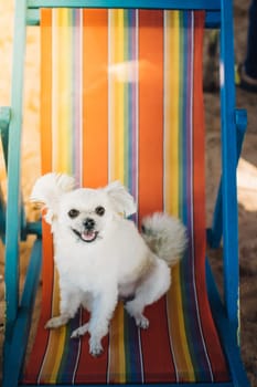 Dog so cute beige color mixed breed with Shih-Tzu, Pomeranian and Poodle sitting on beach chair or beach bed with happy relax when travel at sea with beach