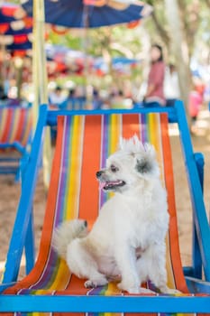 Dog so cute beige color mixed breed with Shih-Tzu, Pomeranian and Poodle sitting on beach chair or beach bed with happy relax when vacation travel at sea with beach